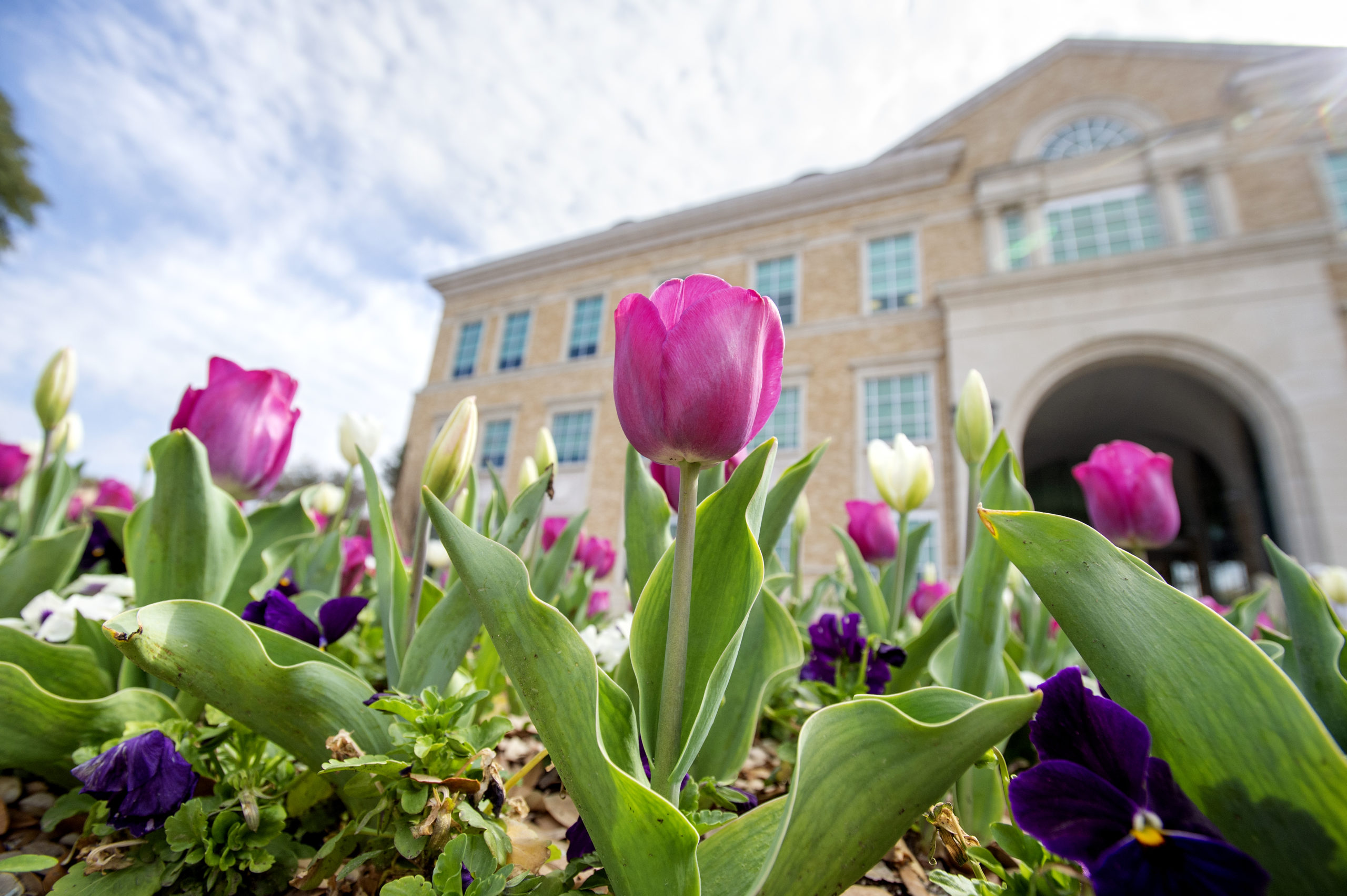 tcu  BLUU